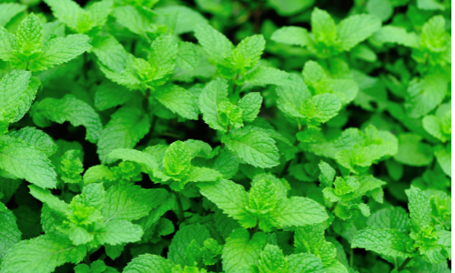 Mint Herbs