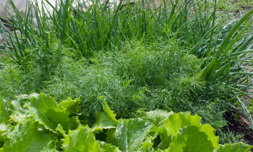 How to Use Fennel