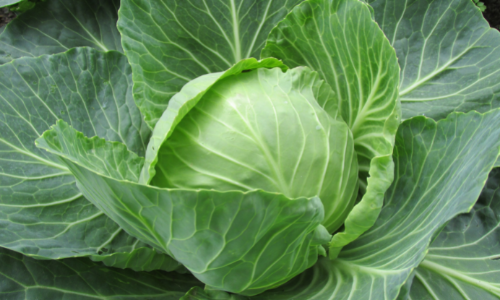 healthy cabbage recipe