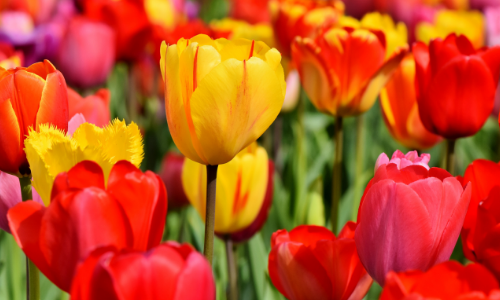 plant tulip bulbs