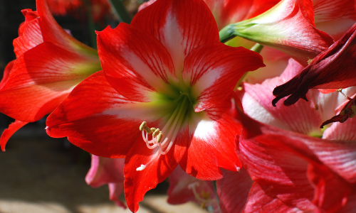 Amaryllis bulb