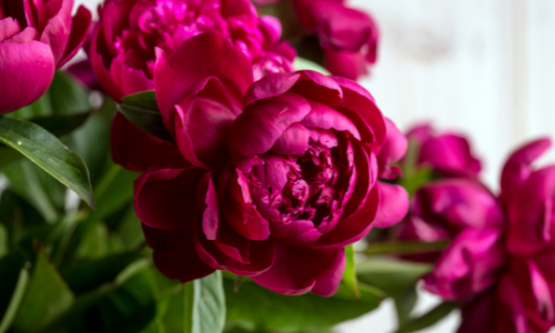 Peonies Plants