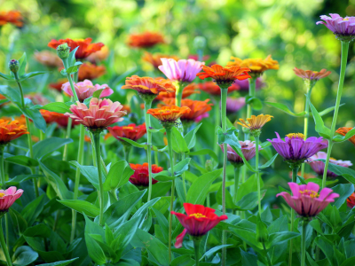 Beautiful assorted flower garden