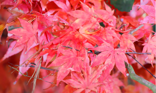 Japanese maple