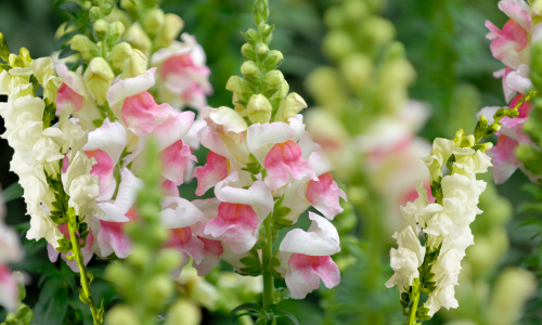 Snapdragons