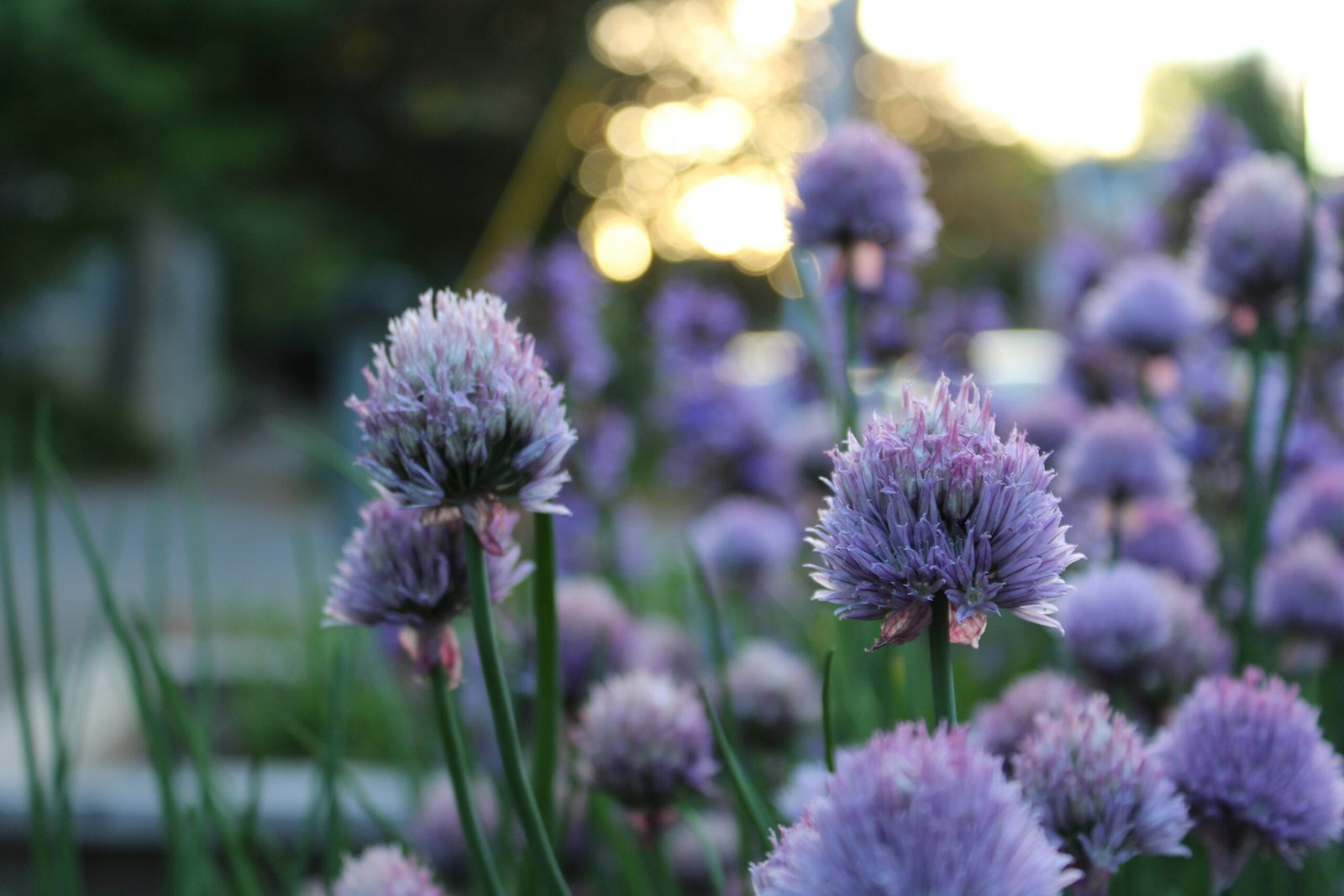 a bunch of purple flowers that are in the grass