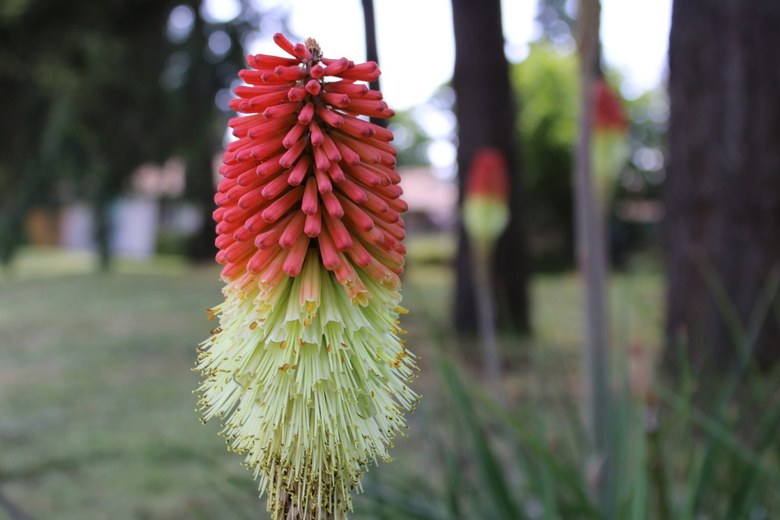 a close up of a flower in a field