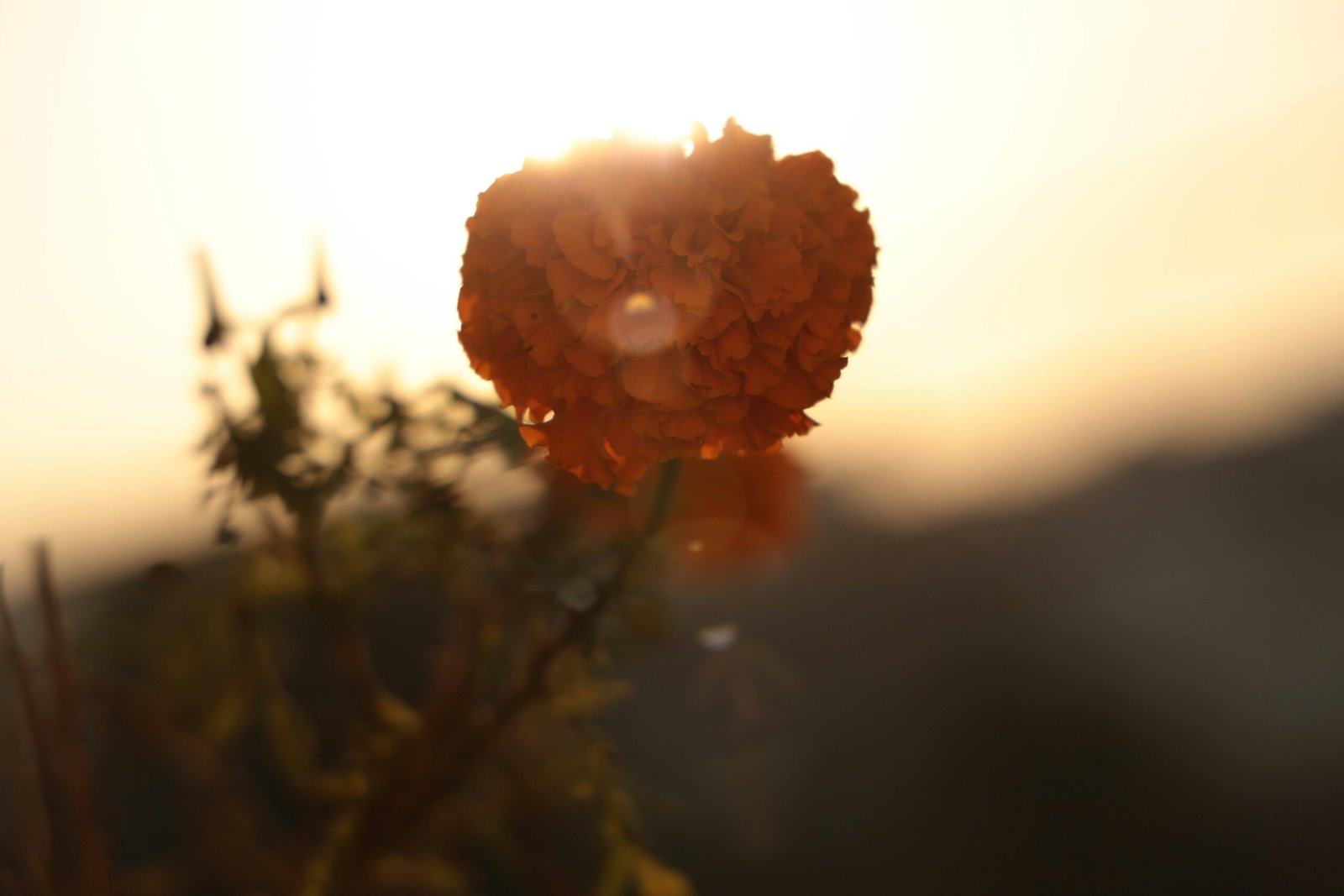 a close up of a flower with the sun in the background