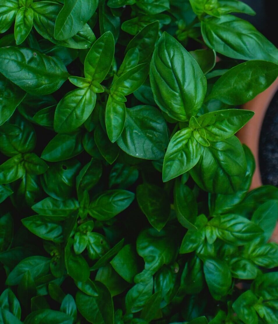 top view photo of green leafed plants in pots