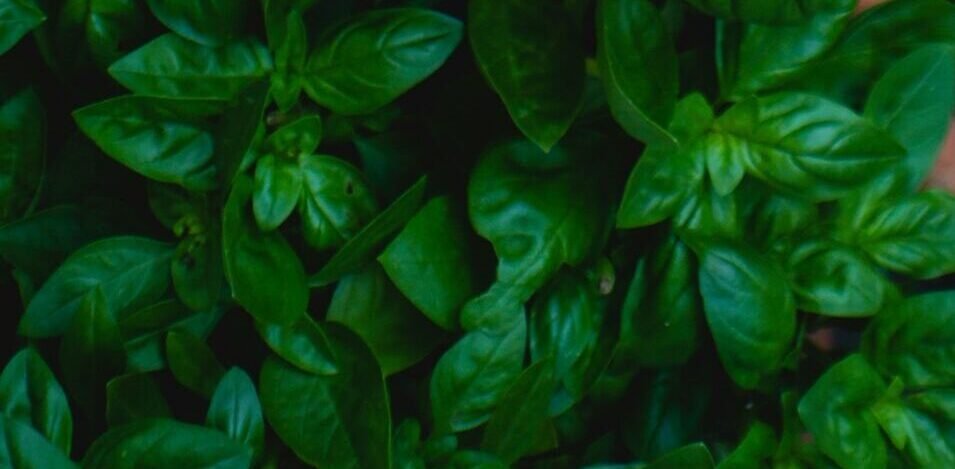 top view photo of green leafed plants in pots